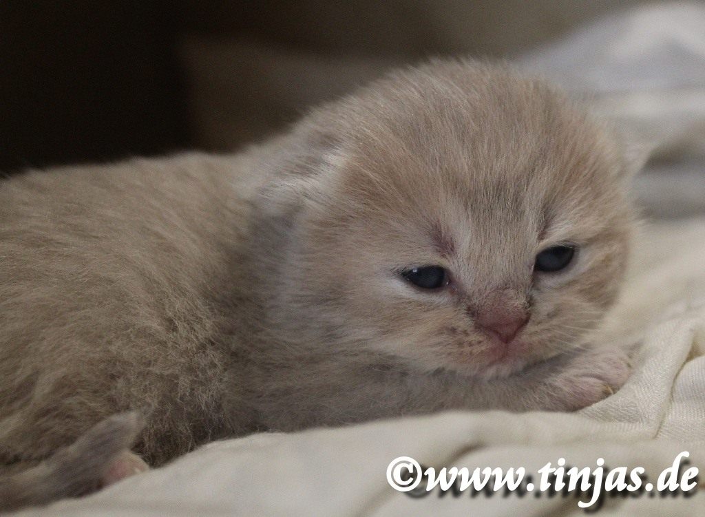 BKH lilac golden torbie shaded Katzenbaby